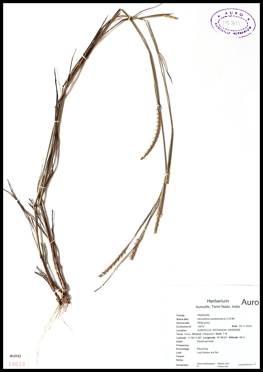 Dry herbarium images